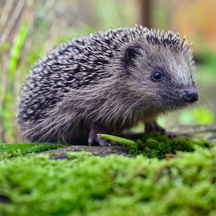 Zu sehen ist ein Igel.