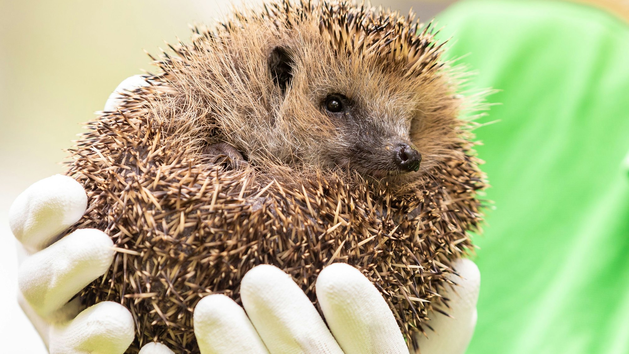 Eine Tierärztin hält einen Igel in ihren Händen.