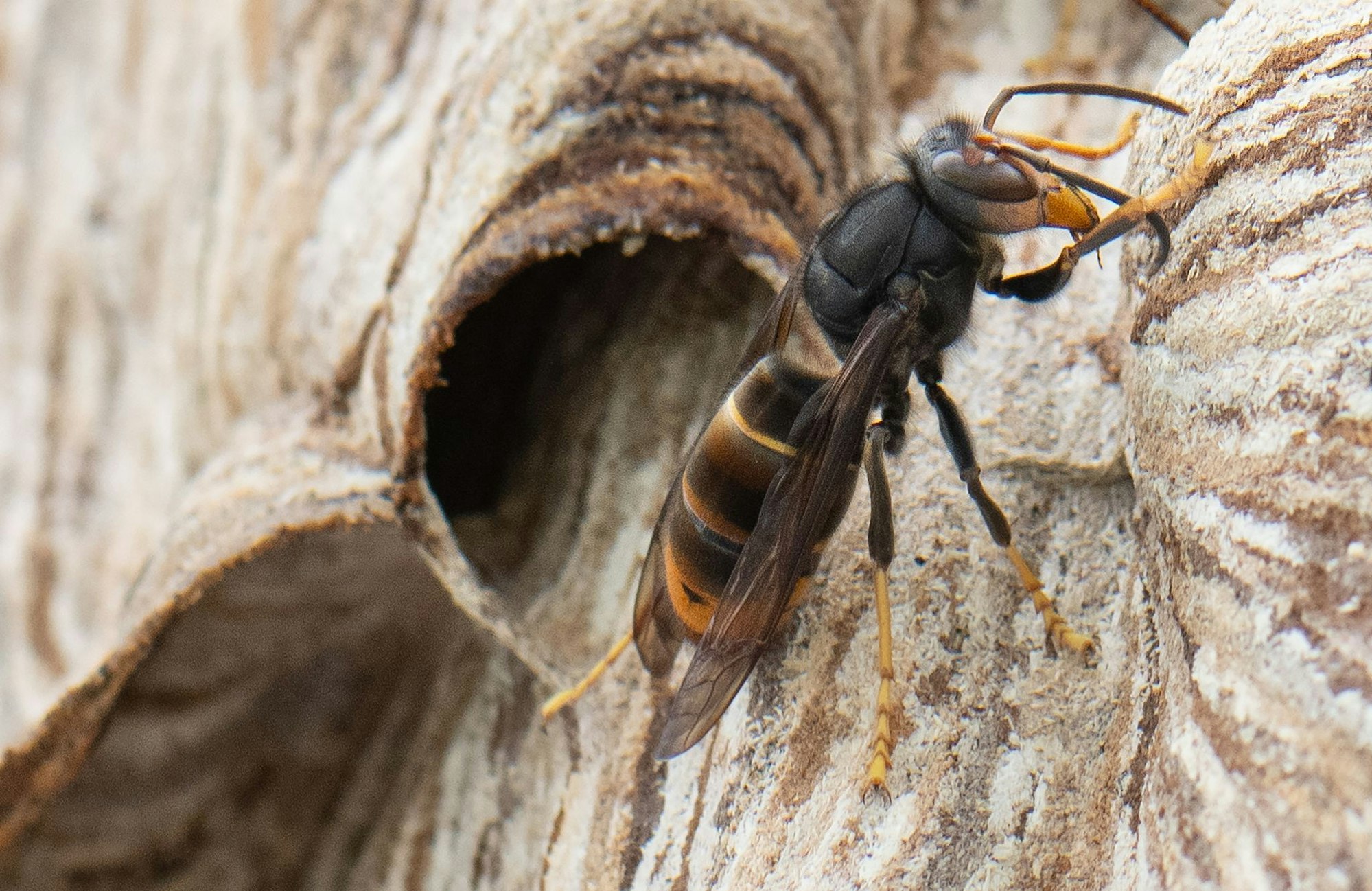 Die invasive Art hat sich in Nordrhein-Westfalen stark ausgebreitet. (Archivbild)