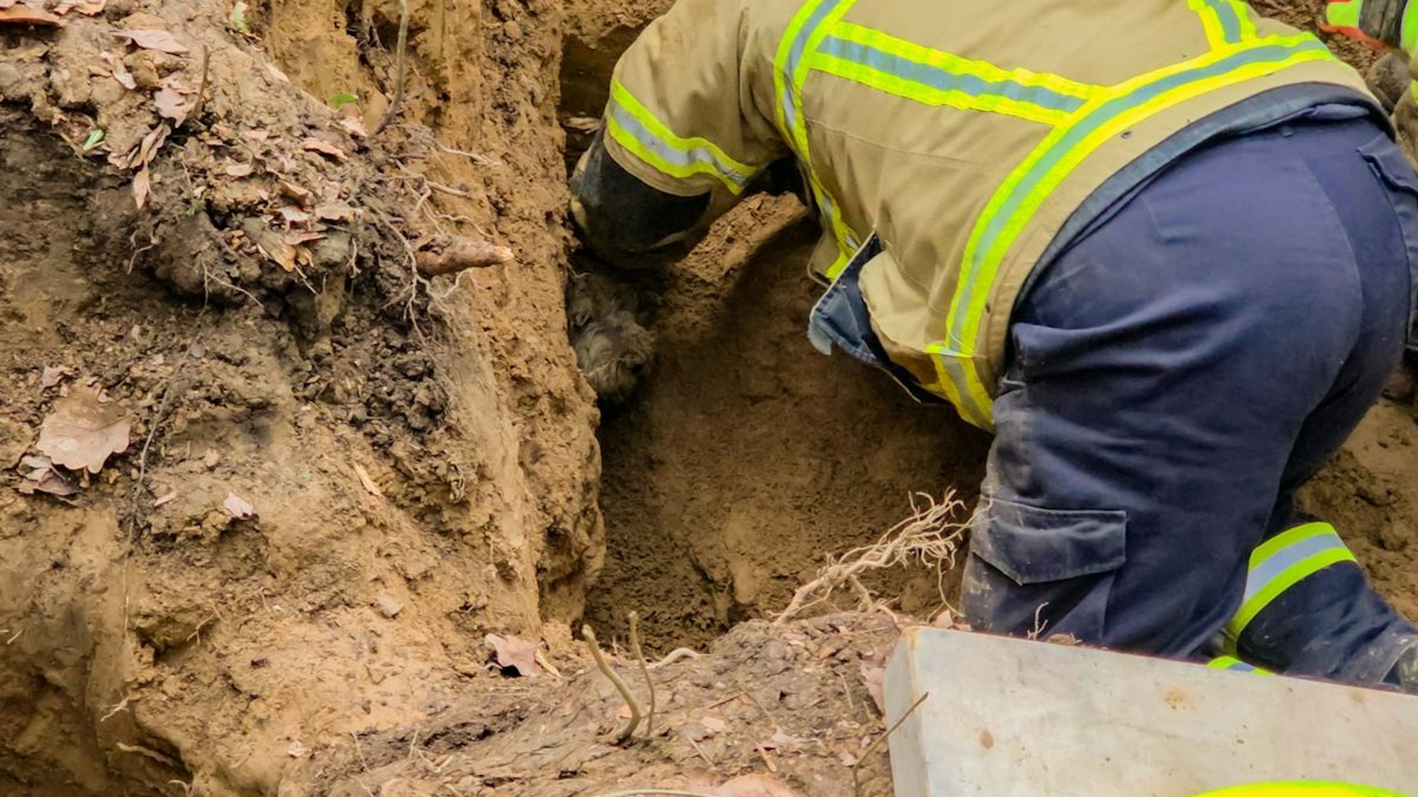 Feuerwehr Wachtberg befreit Hund aus Fuchsbau.