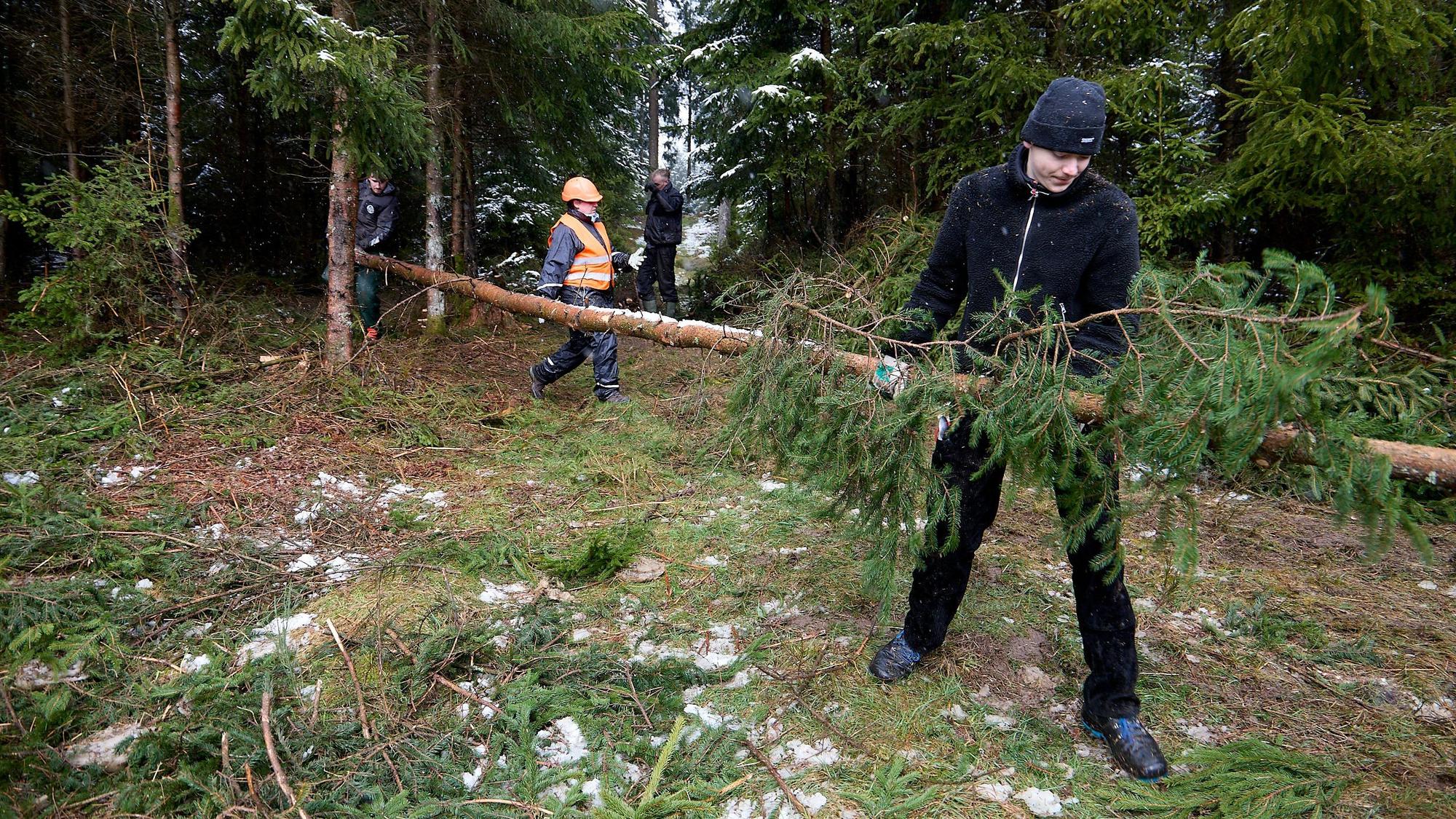 Zwei Helfer tragen einen Holzstamm aus dem Wald.