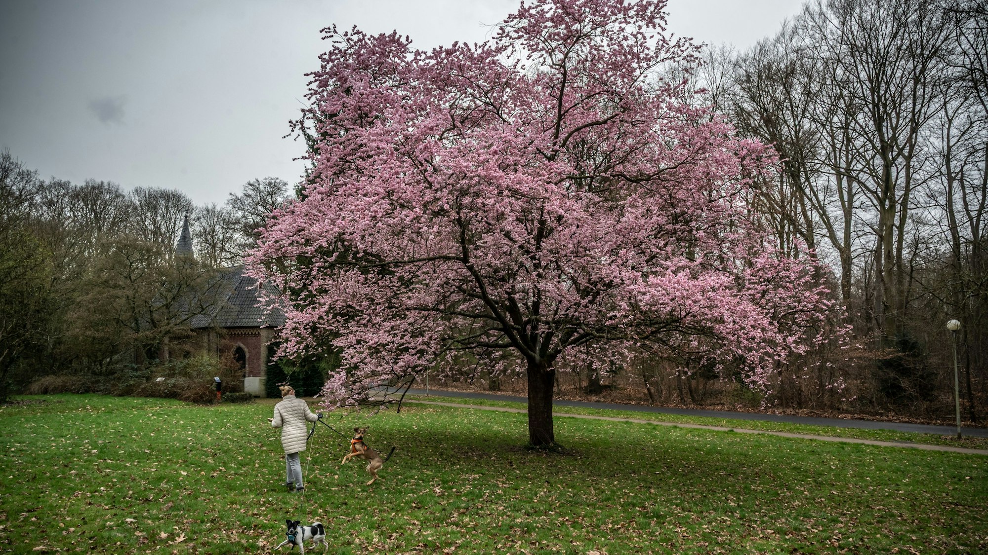 Auf der Wiese vor der Gezelinkapelle blüht der Kirschbaum.