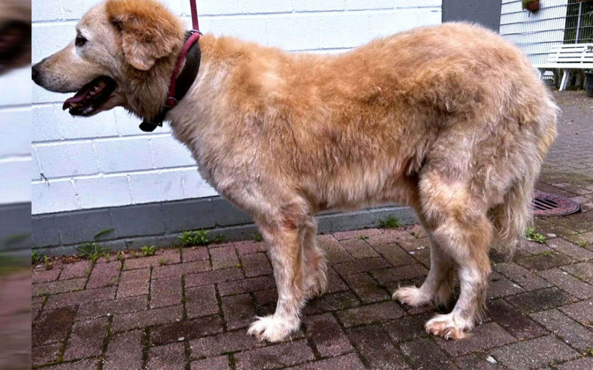 Die beiden Herdenschutzhunde wurden völlig verwahrlost beschlagnahmt. (Bild: RTL)