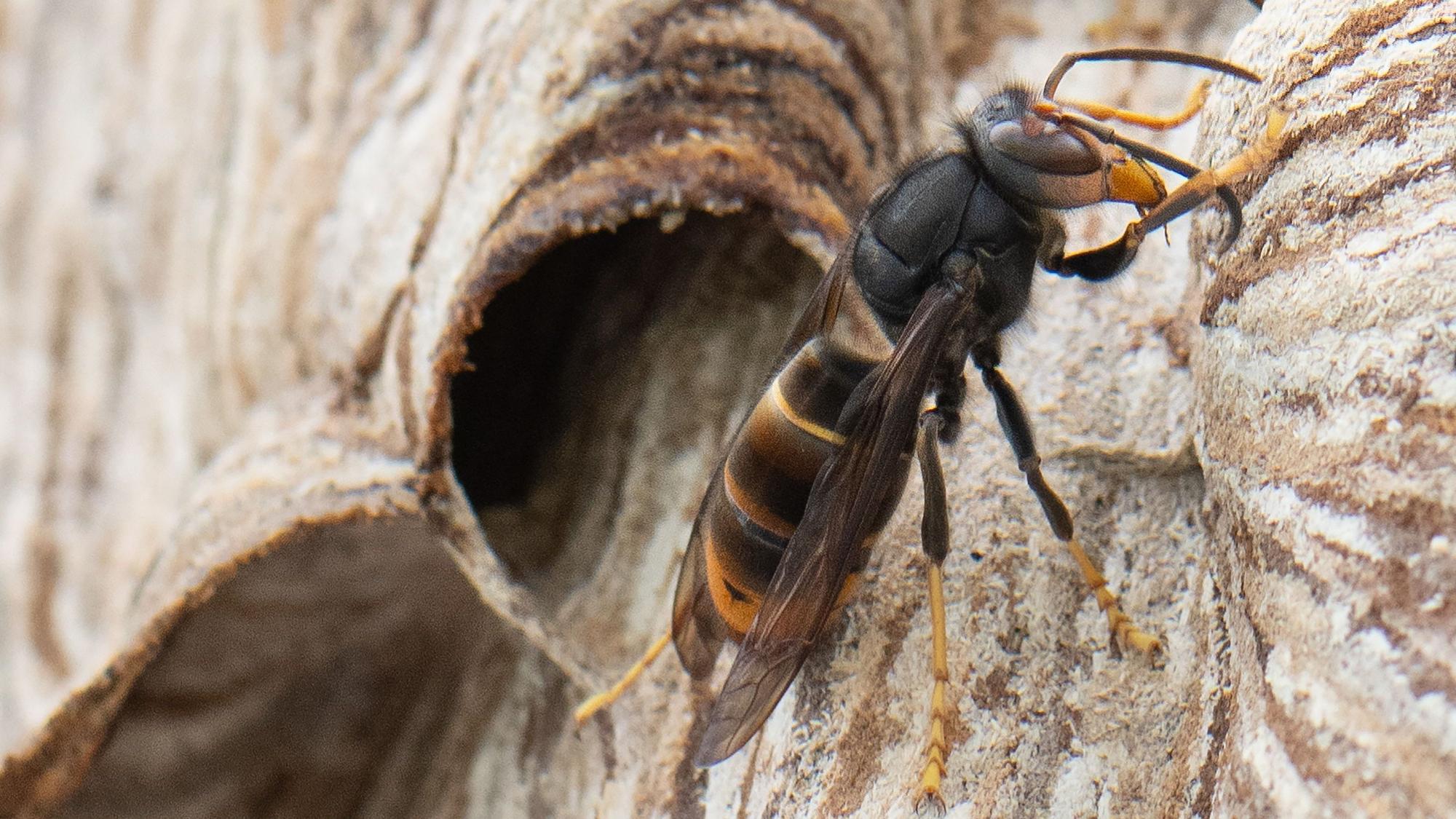 Eine Asiatische Hornisse sitzt auf ihrem Nest.