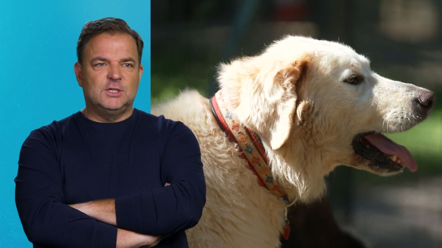 Hundetrainer Martin Rütter ist erschüttert über die Geschichte von Willi (B.) und Bruno. (Bild: RTL)