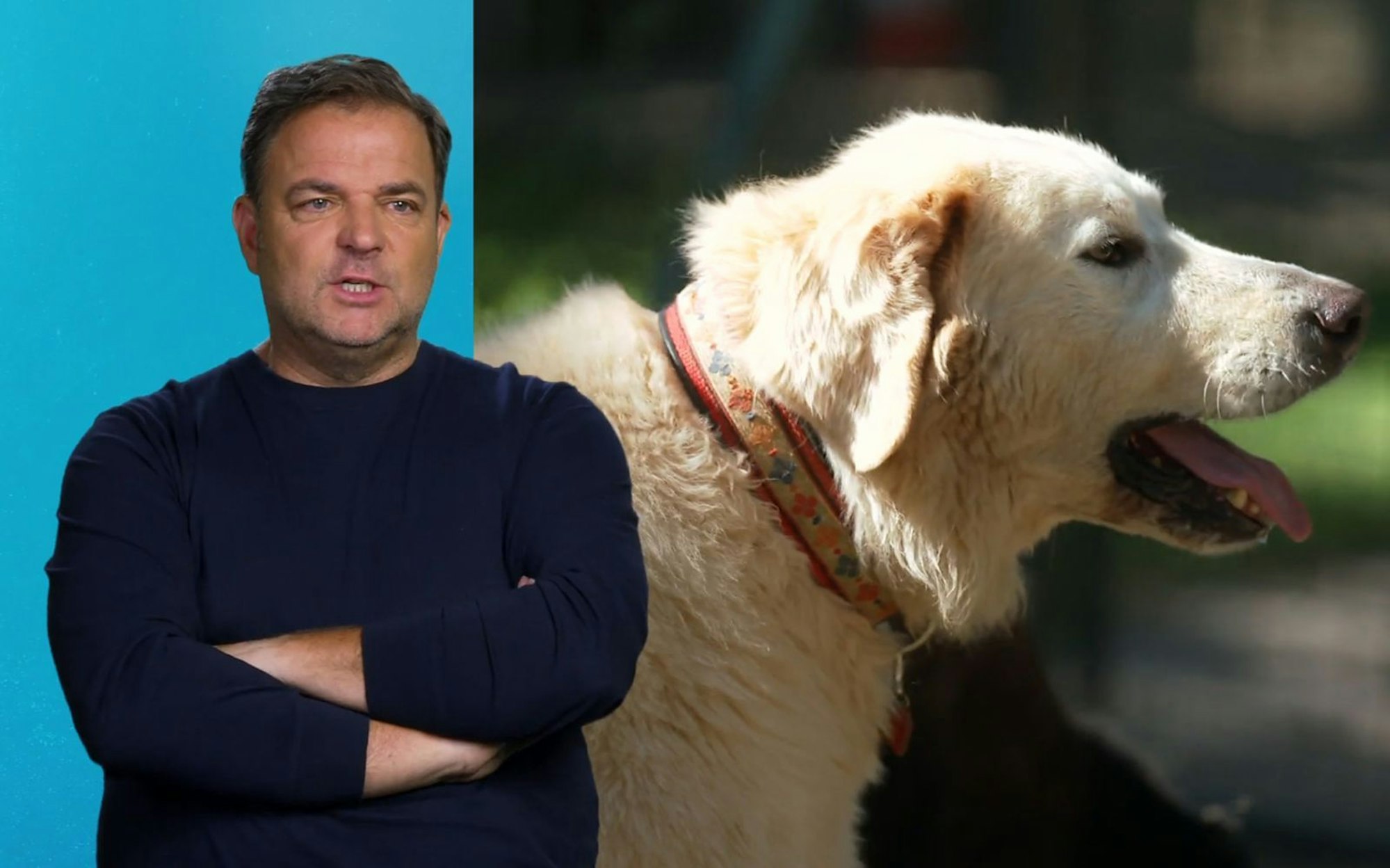 Hundetrainer Martin Rütter ist erschüttert über die Geschichte von Willi (B.) und Bruno. (Bild: RTL)