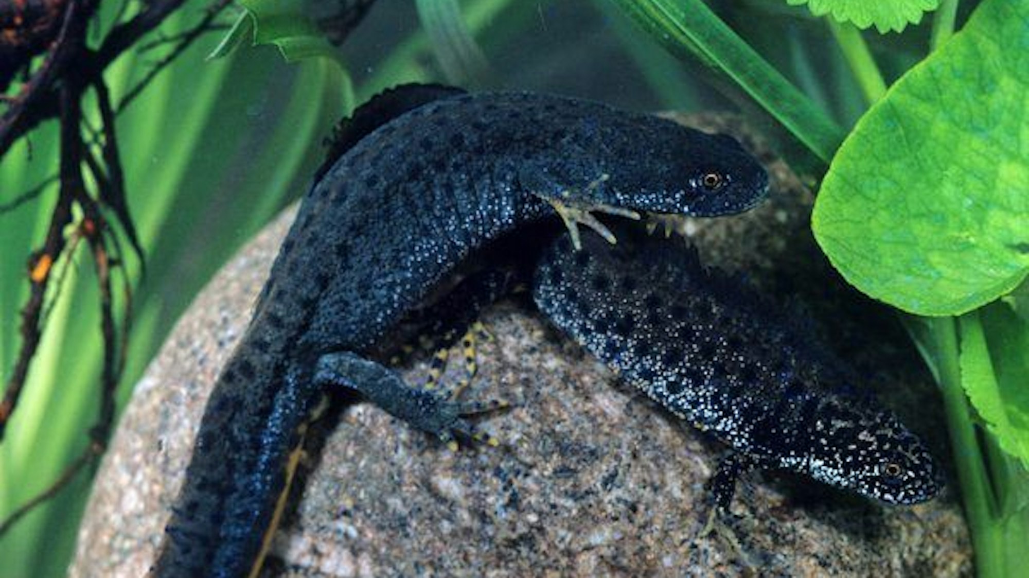 Ein Kammmolch-Pärchen