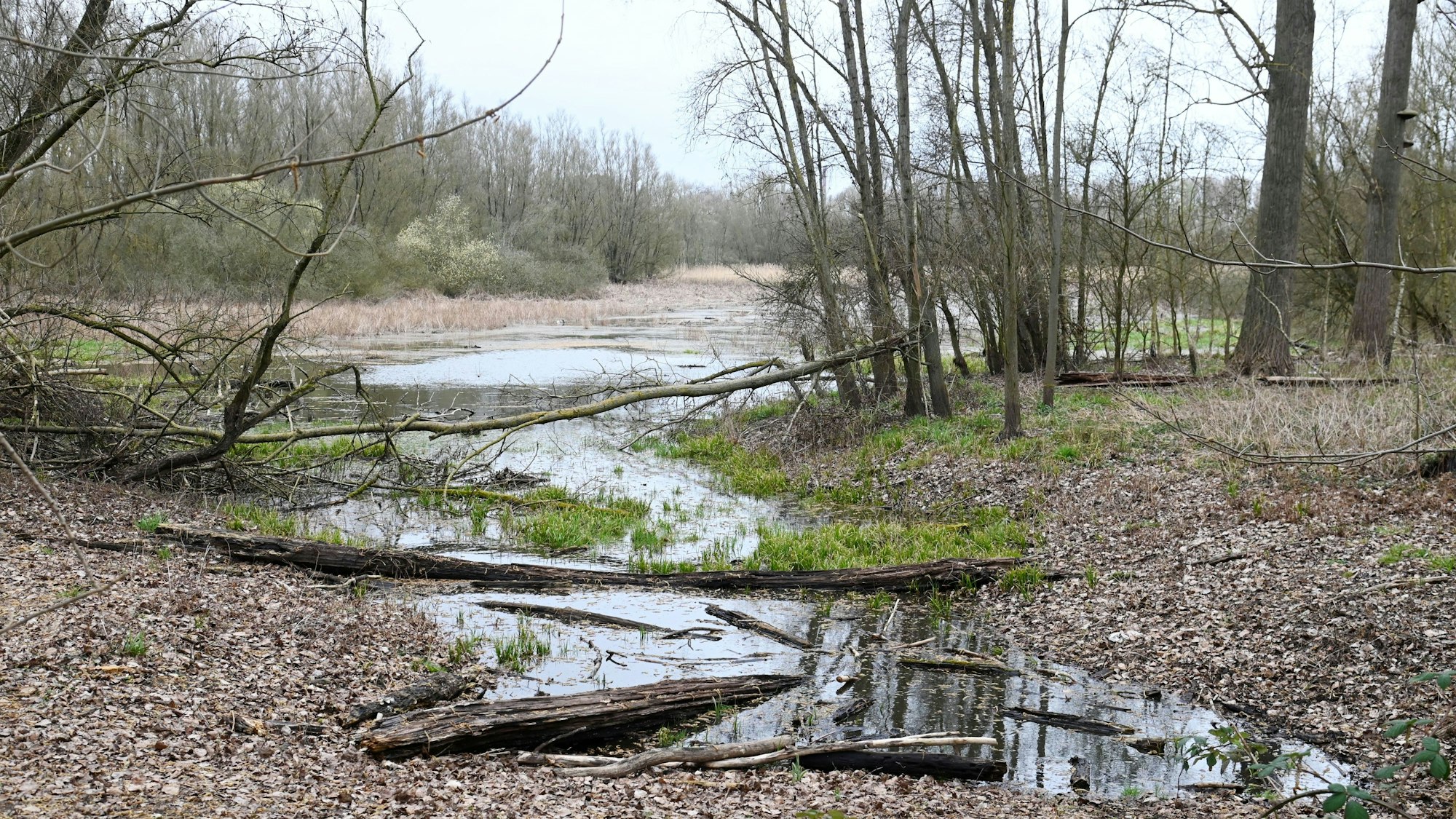 Eine Wasserstelle im Worringer Bruch.
