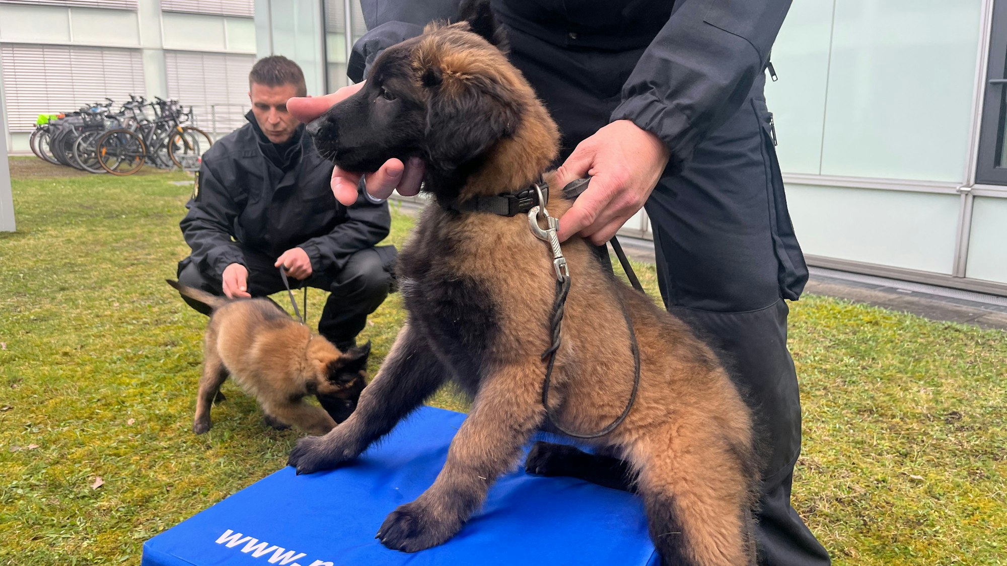 Pablo hat, wie gefordert und sein Bruder Pablo auch, einen ausgeprägten Spieltrieb.