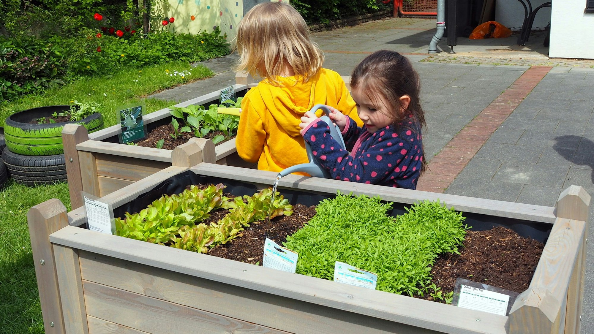 Hier wachsen Kräuter, Salate und Gemüse - was nicht gleich vom Beet genascht wird, landet in der Kita-Küche. 2023 finanzierte die Vogt-Stiftung zwei Hochbeete für die Kita Hermühlheimer Straße in Zollstock.