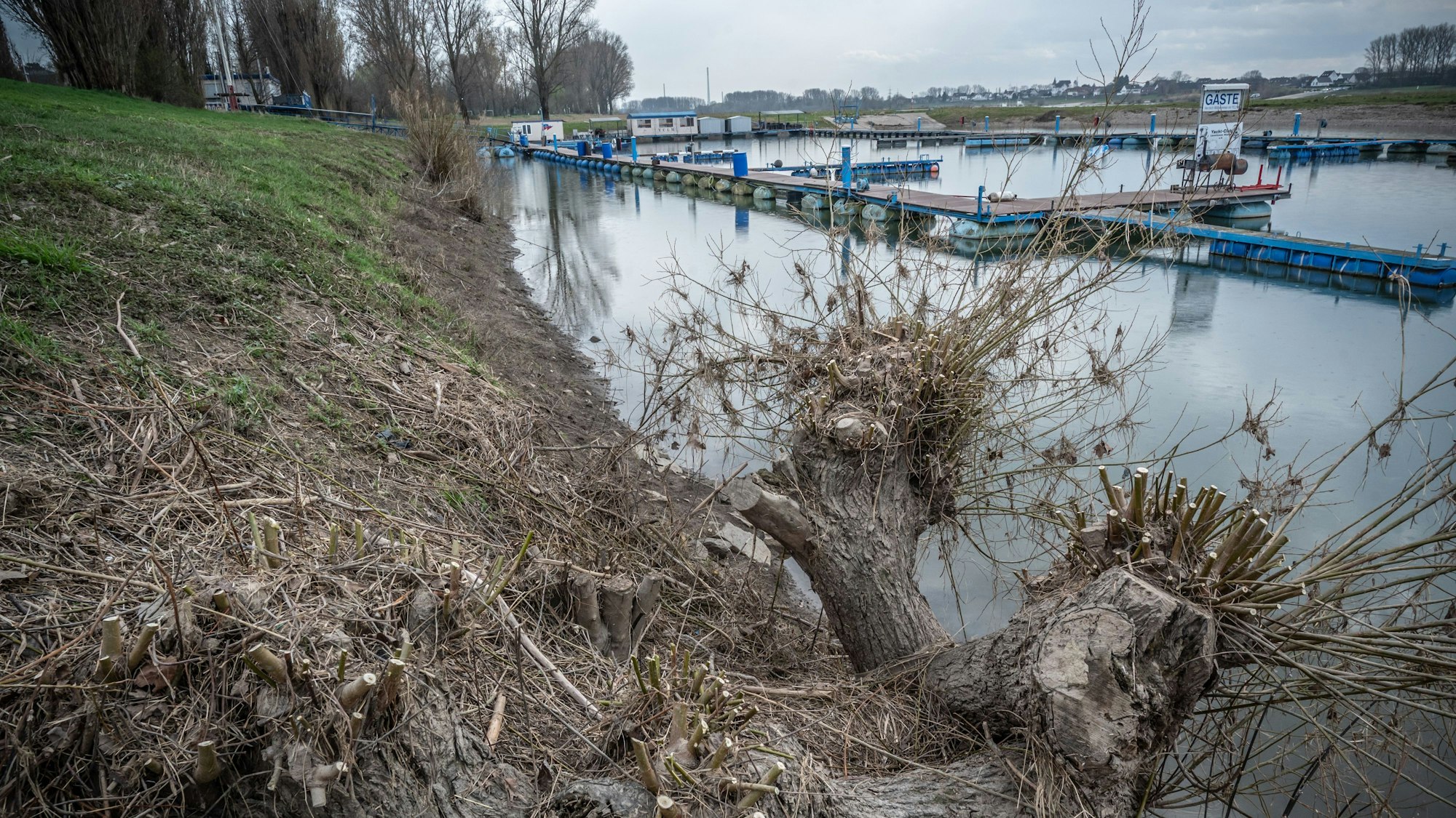 Kopfweiden am Hitdorfer Rheinufer