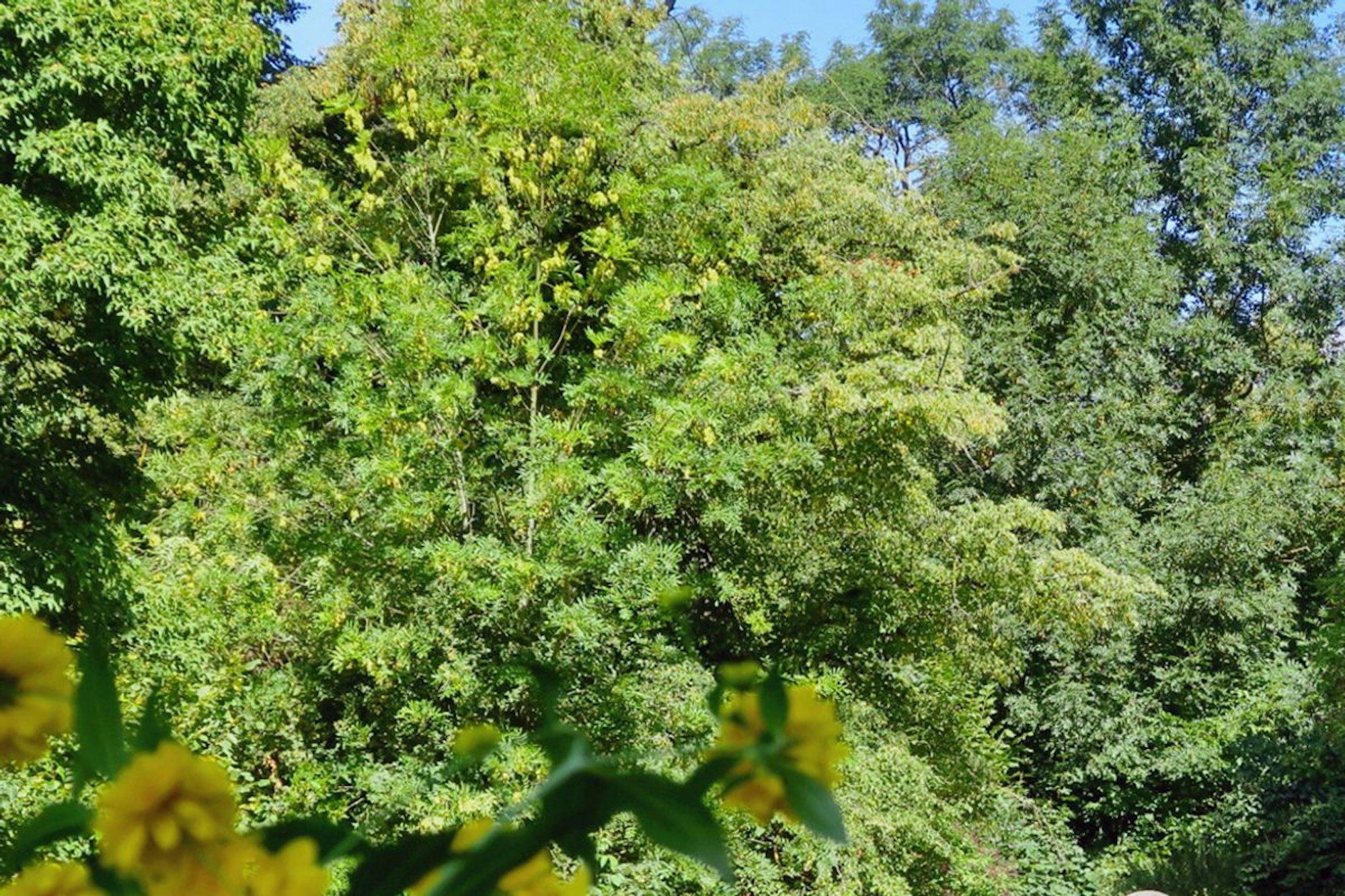 Goethes Gartendenkmal