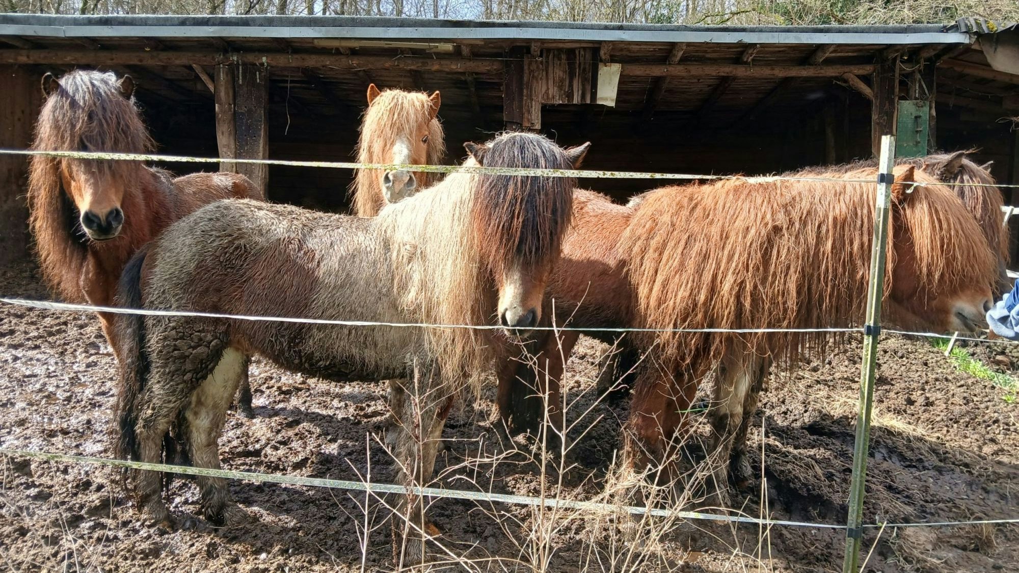 Ungepflegte Pferde stehen um Matsch.