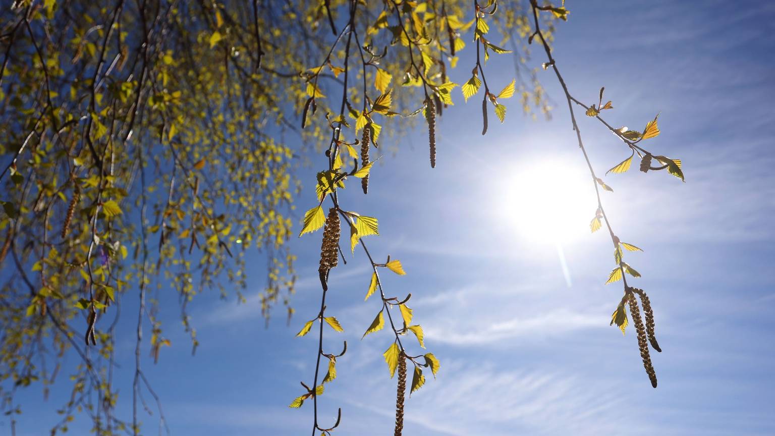 Birkenpollen hängen an einer Birke bei blauem Himmel und Sonnenschein. Die Körner können teils Hunderte Kilometer weit getragen werden und machen allergischen Menschen Probleme. (Symbolbild)