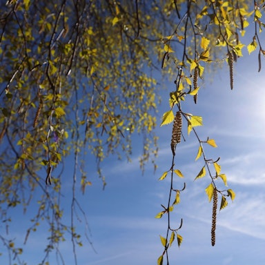 Birkenpollen hängen an einer Birke bei blauem Himmel und Sonnenschein. Die Körner können teils Hunderte Kilometer weit getragen werden und machen allergischen Menschen Probleme. (Symbolbild)