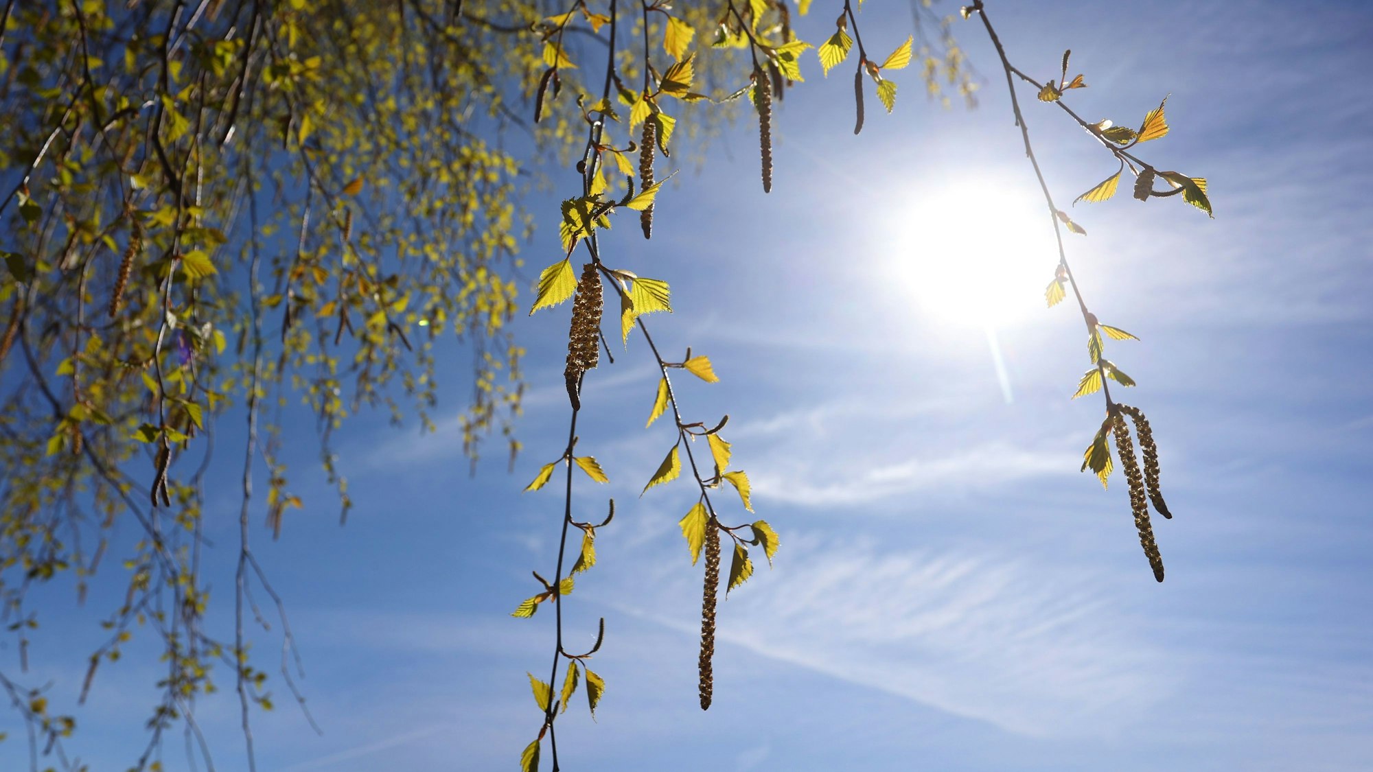 Birkenpollen hängen an einer Birke bei blauem Himmel und Sonnenschein. Die Körner können teils Hunderte Kilometer weit getragen werden und machen allergischen Menschen Probleme. (Symbolbild)