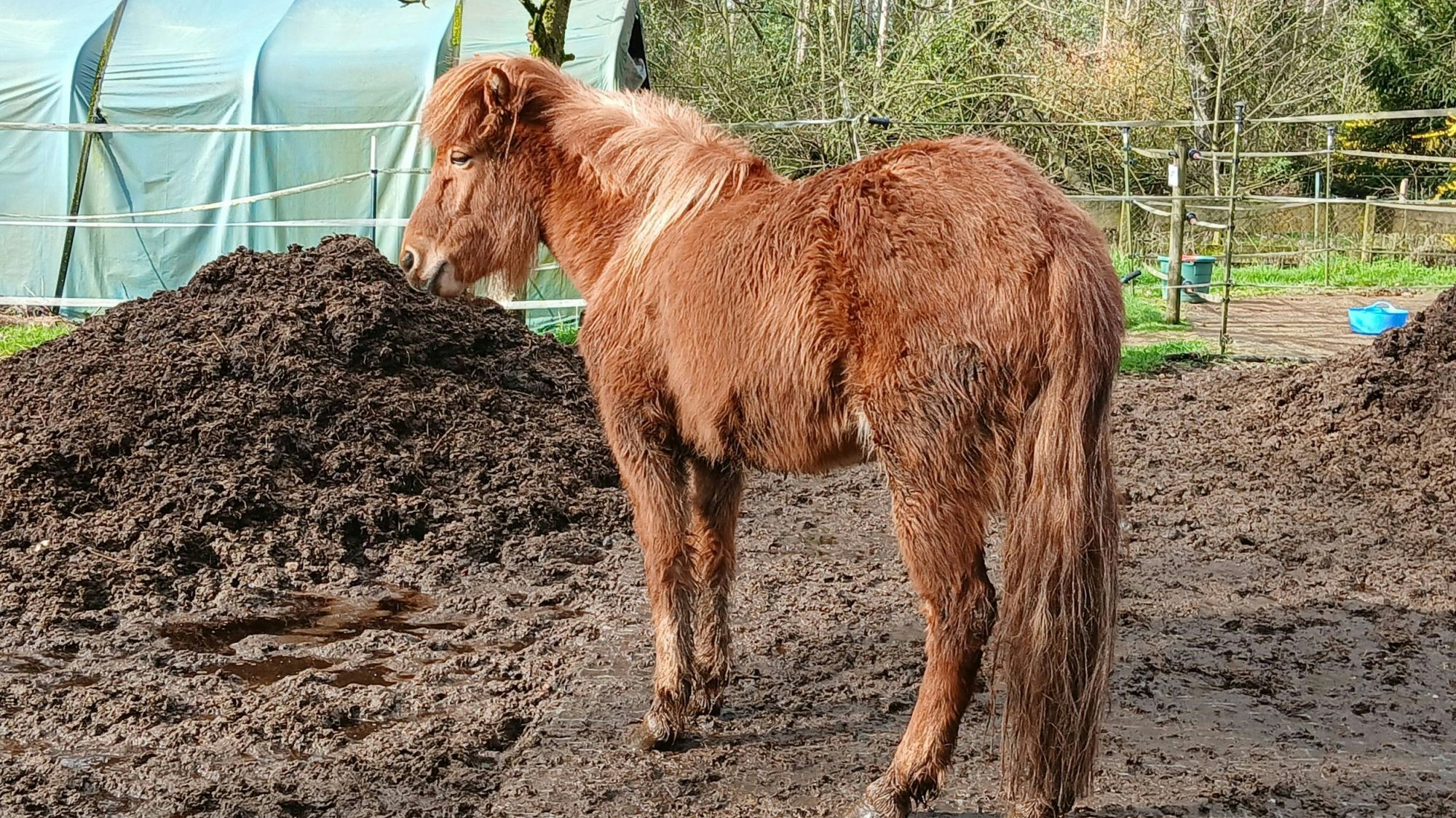 Pferde in Königswinter schlechte gehalten und beschlagnahmt