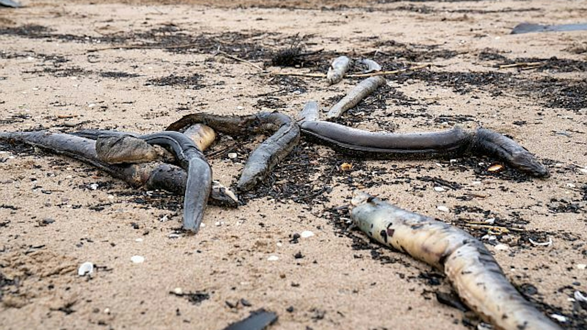 Verendete Aale am Rheinufer bei Düsseldorf-Himmelgeist.