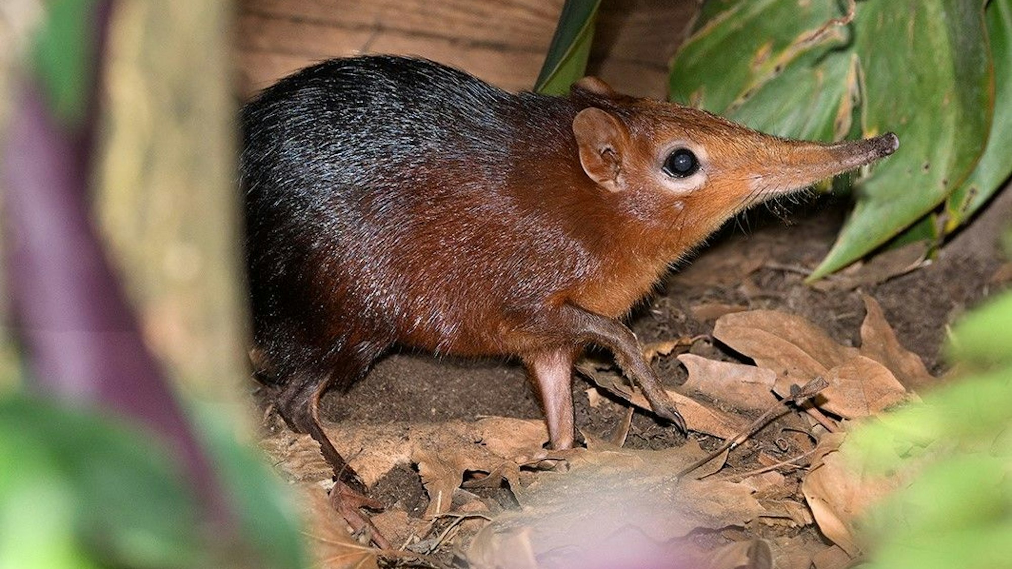 Kölner Zoo zeigt neue Tierart – Rüsselhündchen erstmals zu sehen