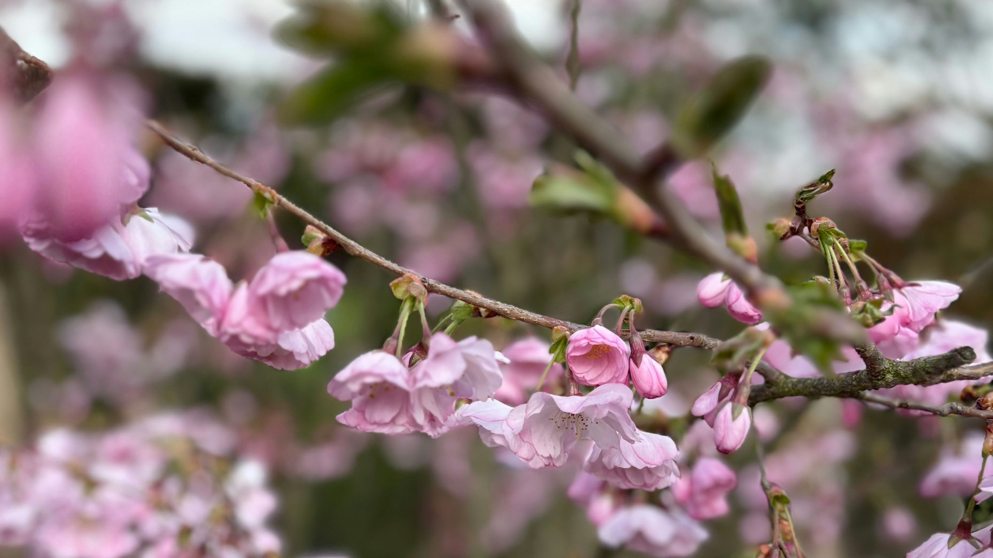 Eine Kirschblüte in Nahaufnahme.
