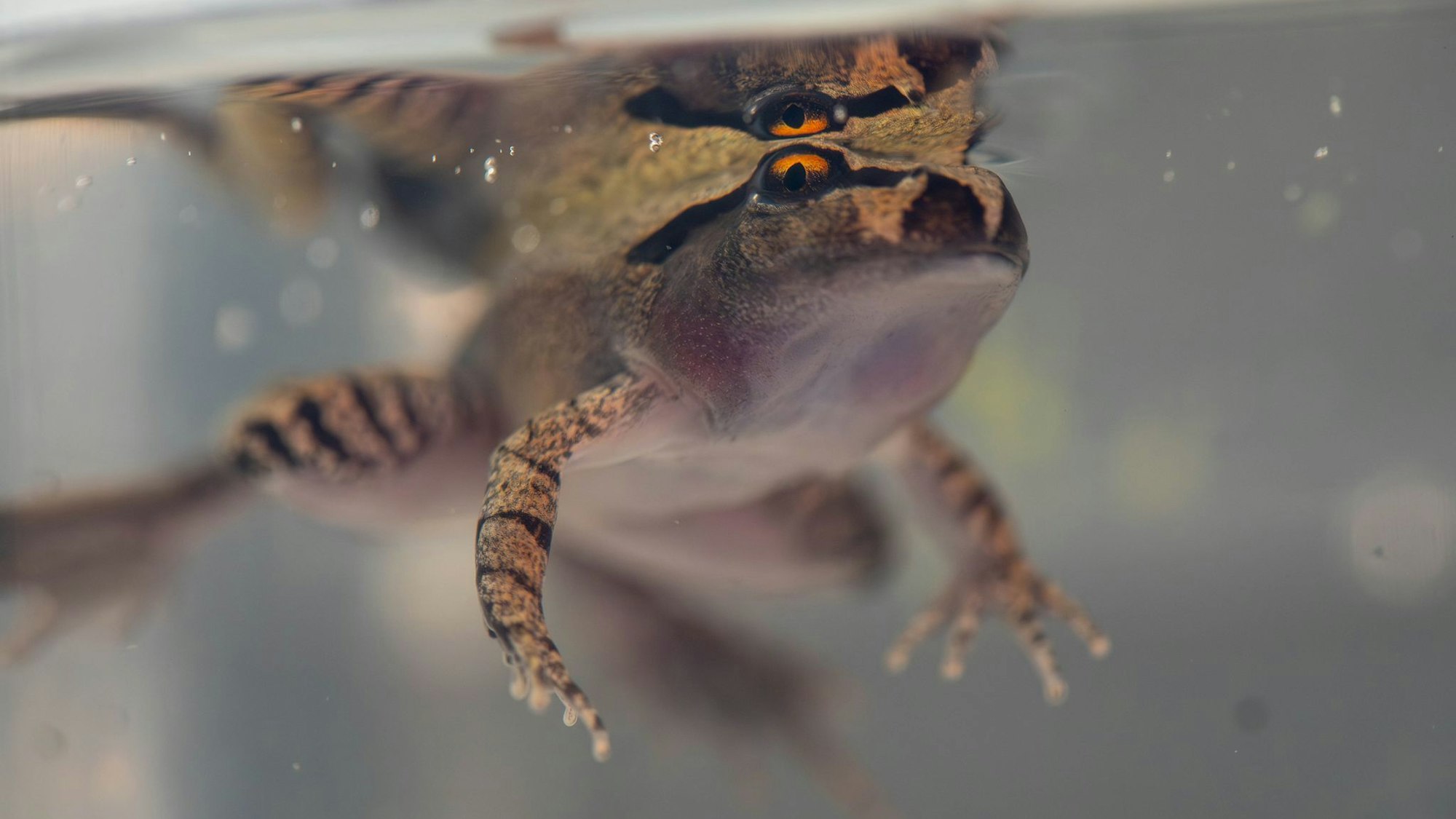Südlicher Stotterfrosch (Mixophyes australis) in Australien