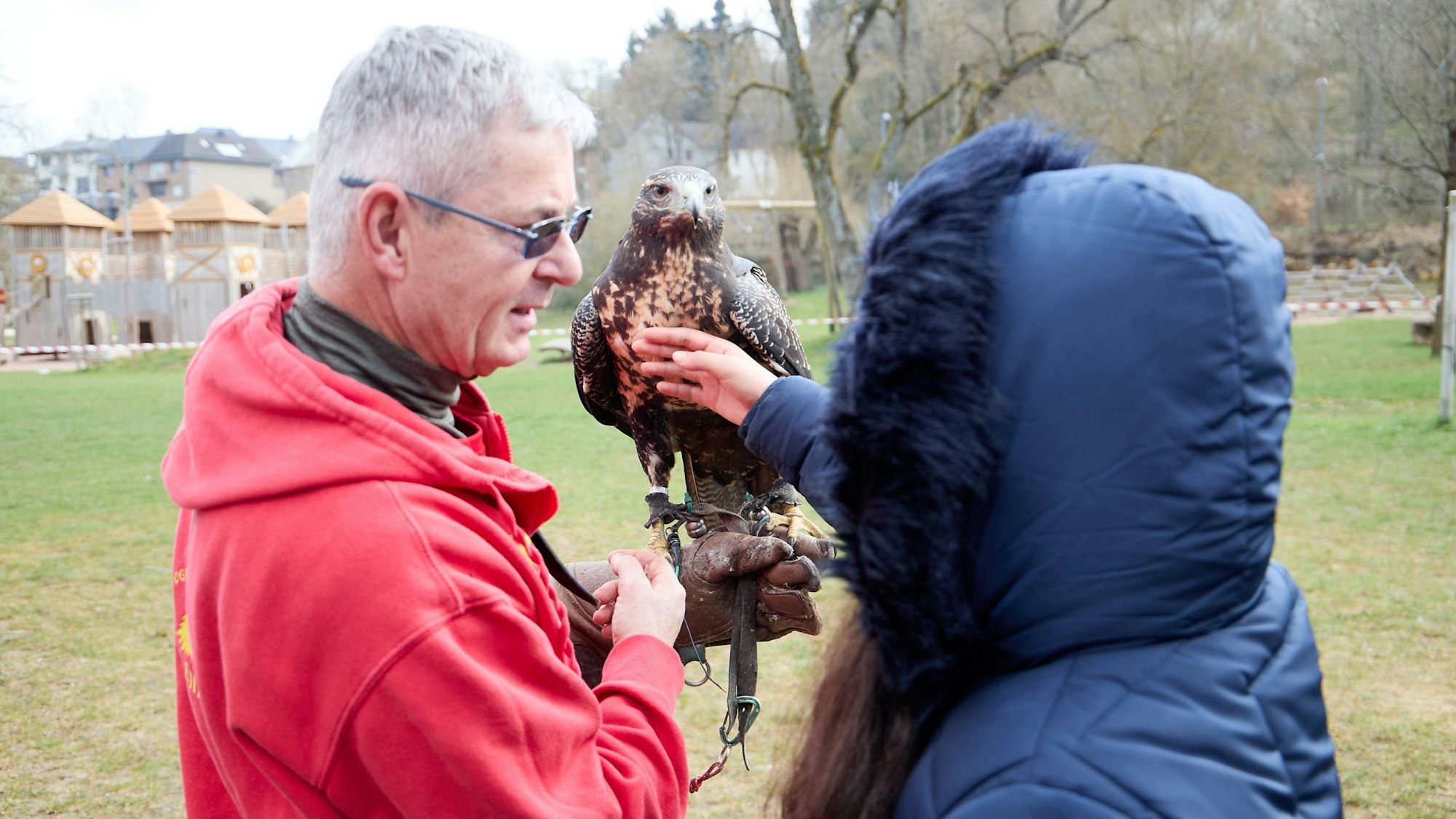 Ein Mädchen (verdeckt) schreichelt das Brustgefieder eines Kordillerenadlers, der auf der Hand seines Falkkners sitzt.