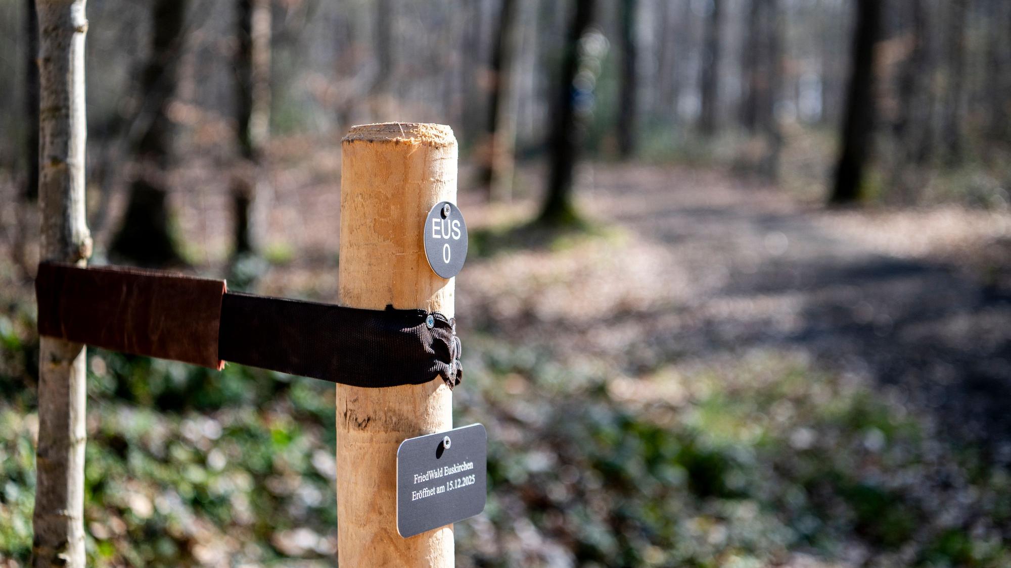 Das Bild zeigt den Baum, der während der Eröffnung gepflanzt worden ist.