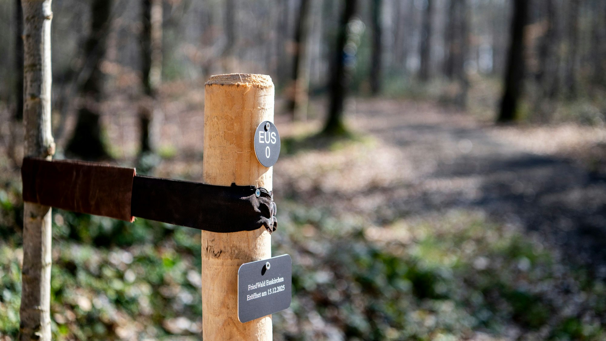 Das Bild zeigt den Baum, der während der Eröffnung gepflanzt worden ist.