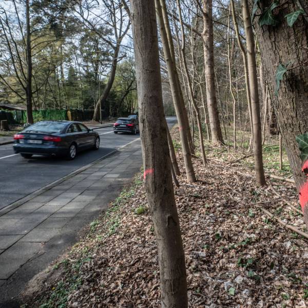 Bensberger Straße, Schlebusch: Hier sollen ab Montag Bäume gefällt werden. Bild: Ralf Krieger