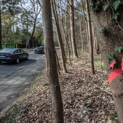 Bensberger Straße, Schlebusch: Hier sollen ab Montag Bäume gefällt werden. Bild: Ralf Krieger