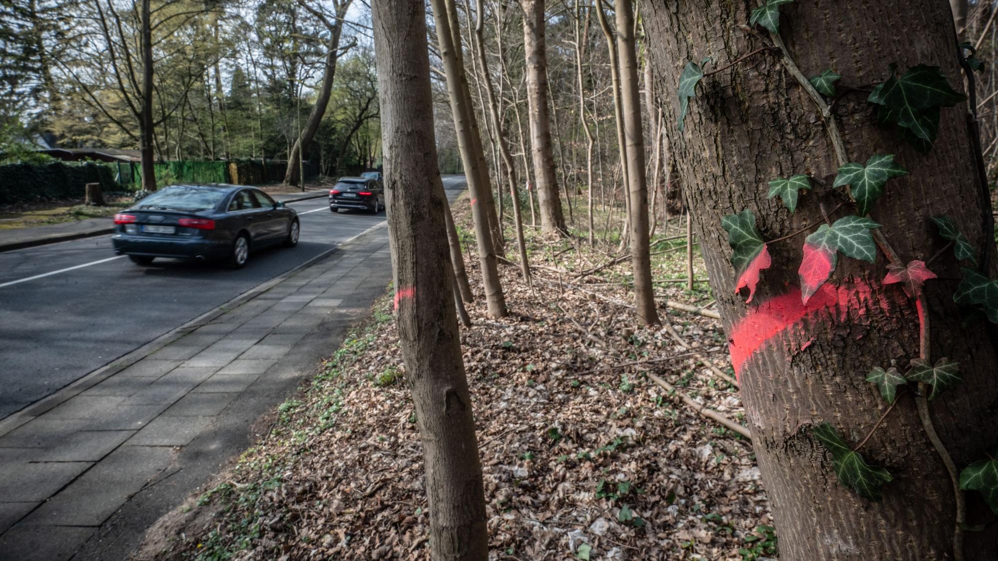 Bensberger Straße, Schlebusch: Hier sollen ab Montag Bäume gefällt werden. Bild: Ralf Krieger