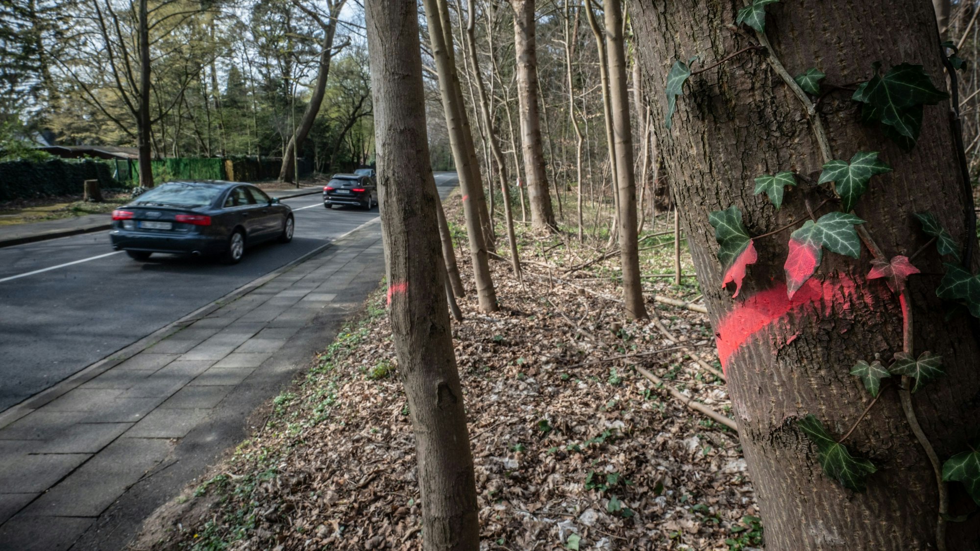 Bensberger Straße, Schlebusch: Hier sollen ab Montag Bäume gefällt werden. Bild: Ralf Krieger