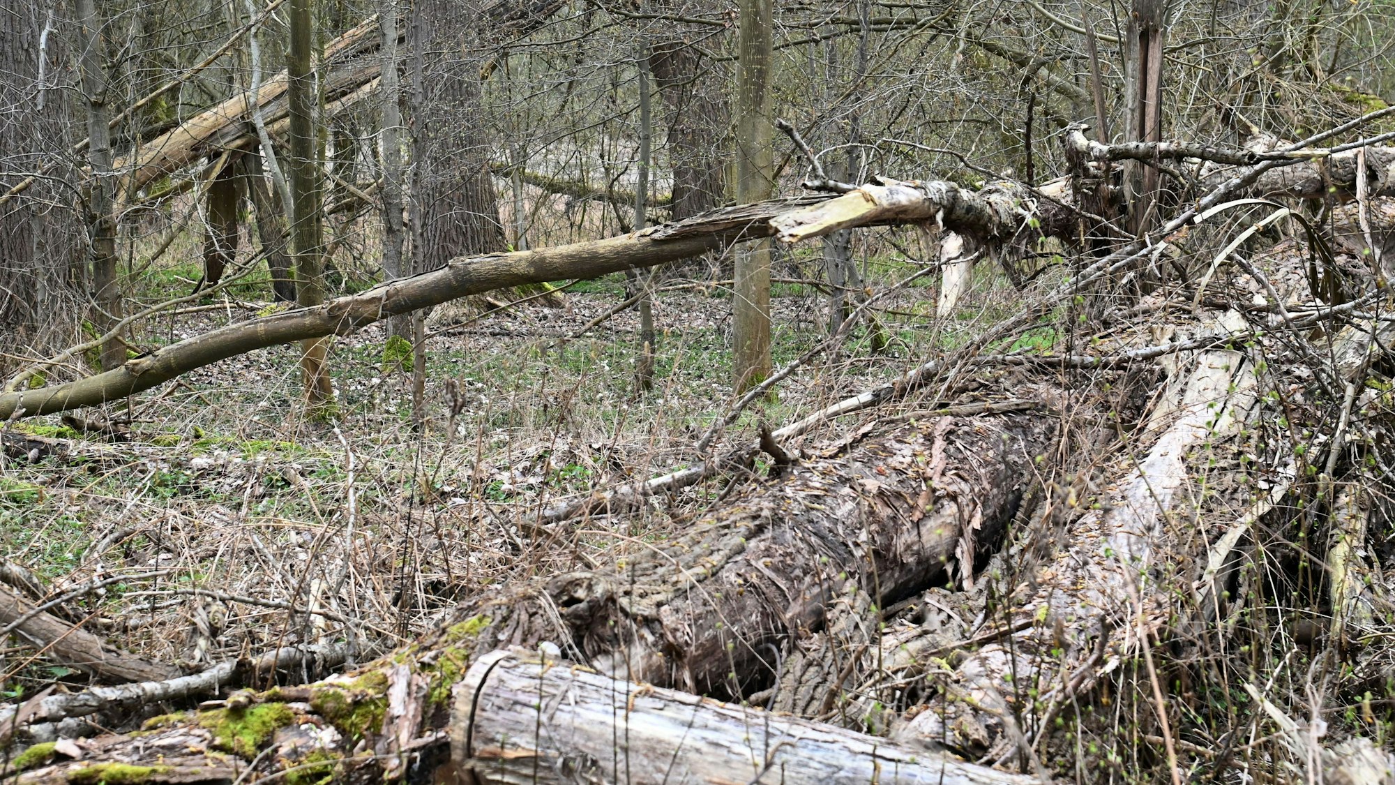 Viel Totholz ermöglicht im Worringer Bruch eine große Biodiversität.