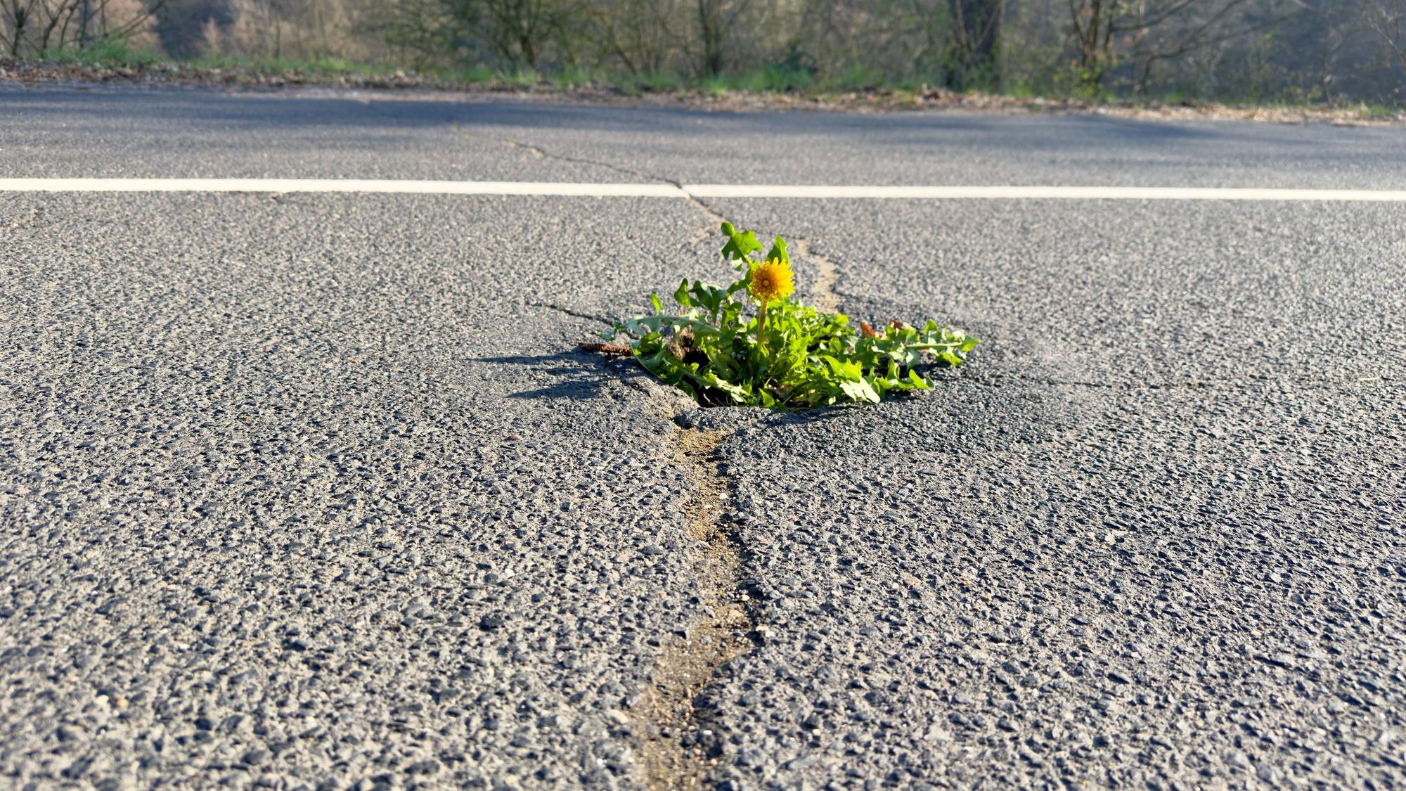 Schlaglöcher in der Hanfbachtalstraße (Hennef-Hanfmühle). Sogar eion Löwenzahn hat sich schon angesiedelt.