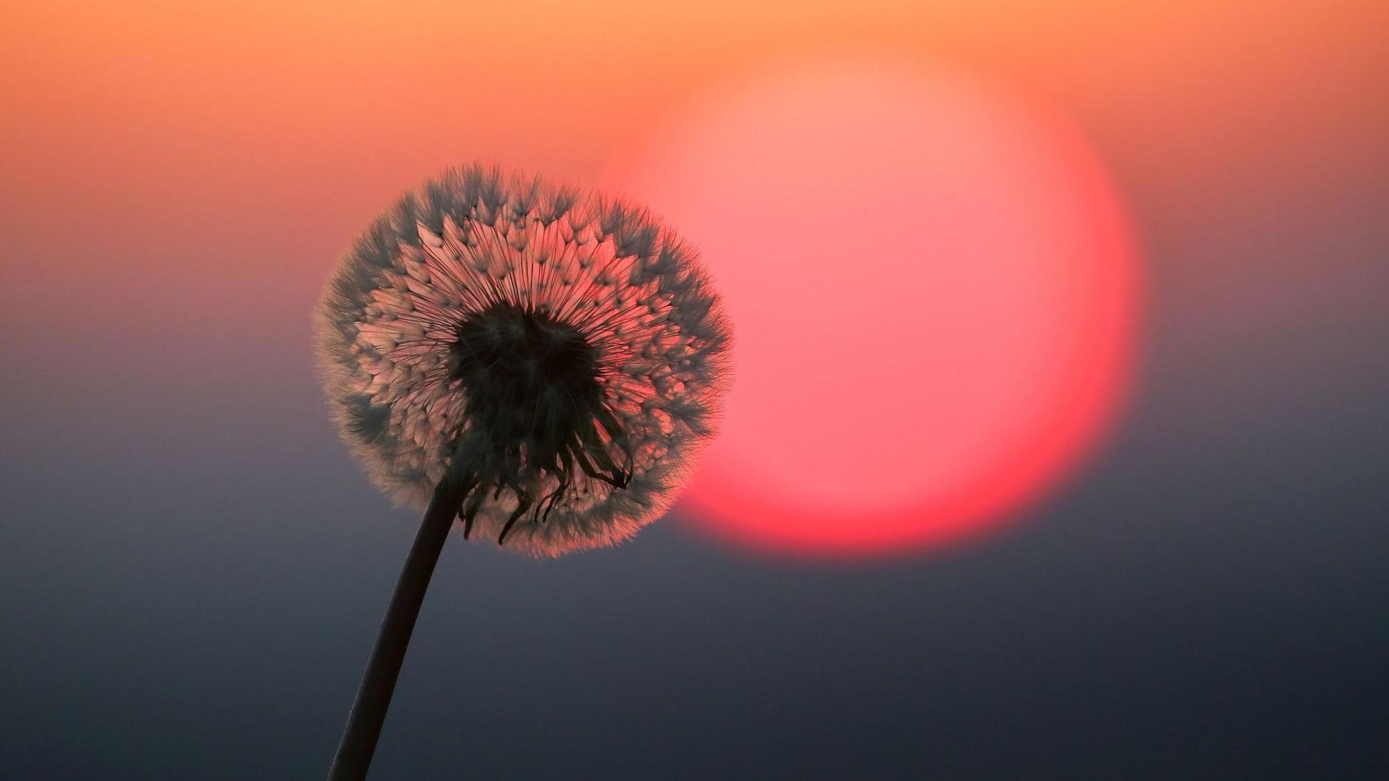 Hinter einer Puste leuchtet rot die Sonne