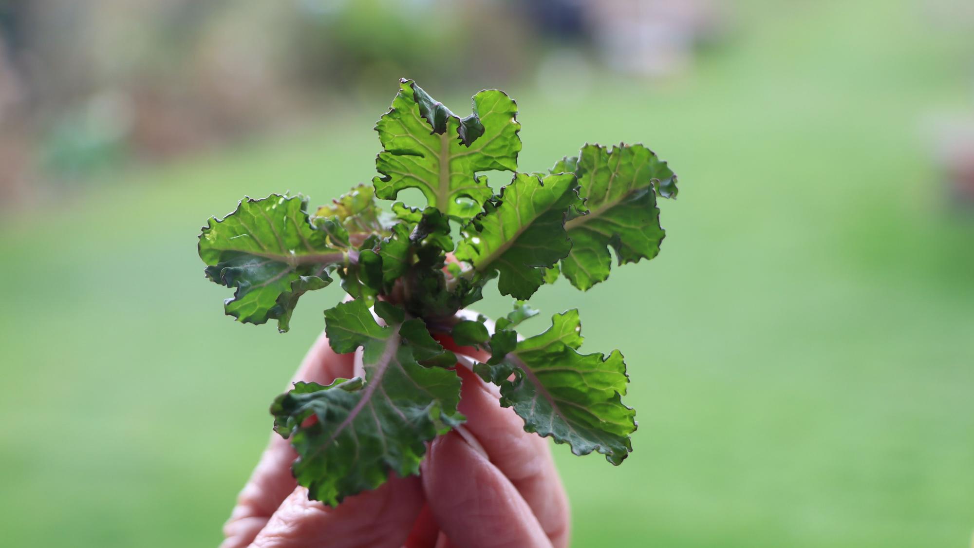 Zu sehen ist eine Flower-Sprouts-Pflanze in der Hand eines Landwirts.