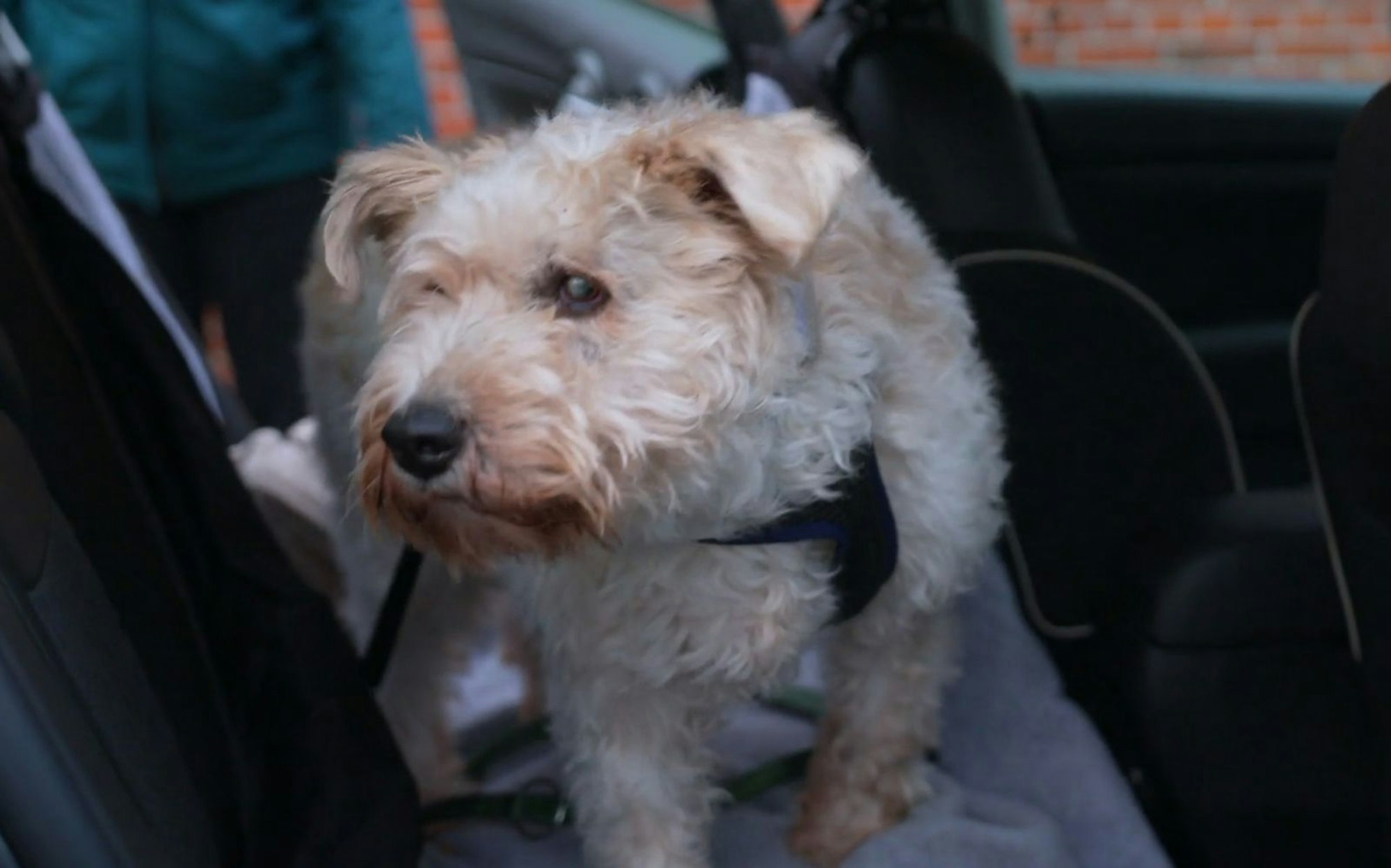 Der fünfjährige Pudel-Terrier-Mix wurde in Rumänien zerbissen aufgefunden. (Bild: RTL)