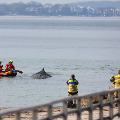 Der Wal in Niendorf soll heute gerettet werden. Spenglerstraße 19 23556 Luebeck 0049 173 850 858 1 54° / Livedienst