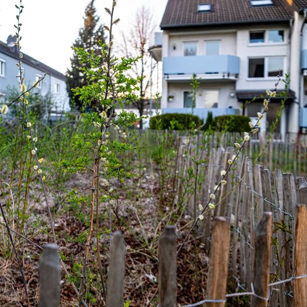 Nahaufnahme der Pflanzen der Mini-Wälder in Euskirchen mit Teilen einer niedrigen Umzäunung.