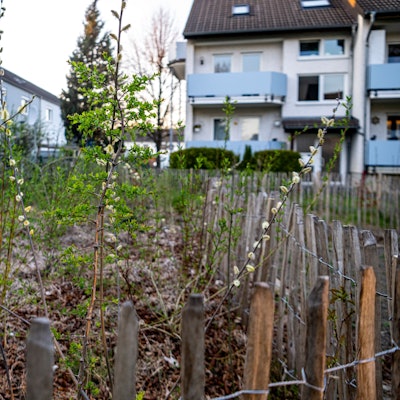 Nahaufnahme der Pflanzen der Mini-Wälder in Euskirchen mit Teilen einer niedrigen Umzäunung.