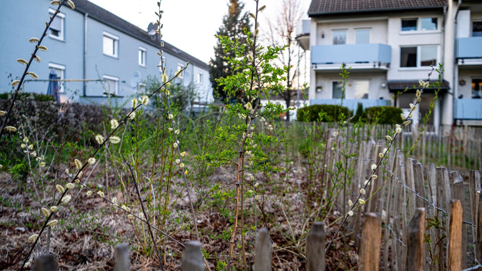Nahaufnahme der Pflanzen der Mini-Wälder in Euskirchen mit Teilen einer niedrigen Umzäunung.