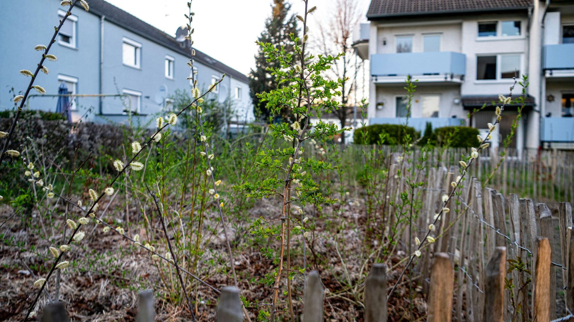 Nahaufnahme der Pflanzen der Mini-Wälder in Euskirchen mit Teilen einer niedrigen Umzäunung.