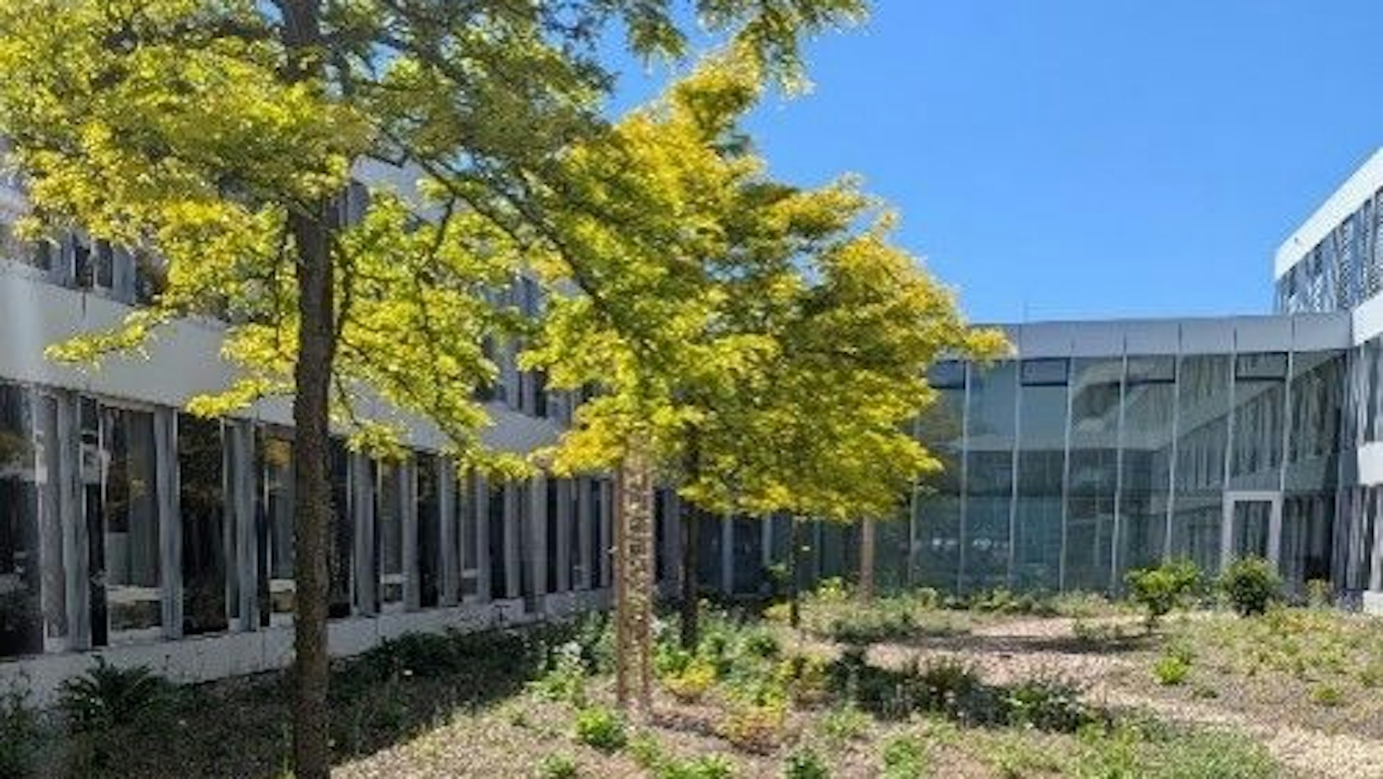 Am Euskirchener Kreishaus stehen Bäume, die lange Schatten werfen.