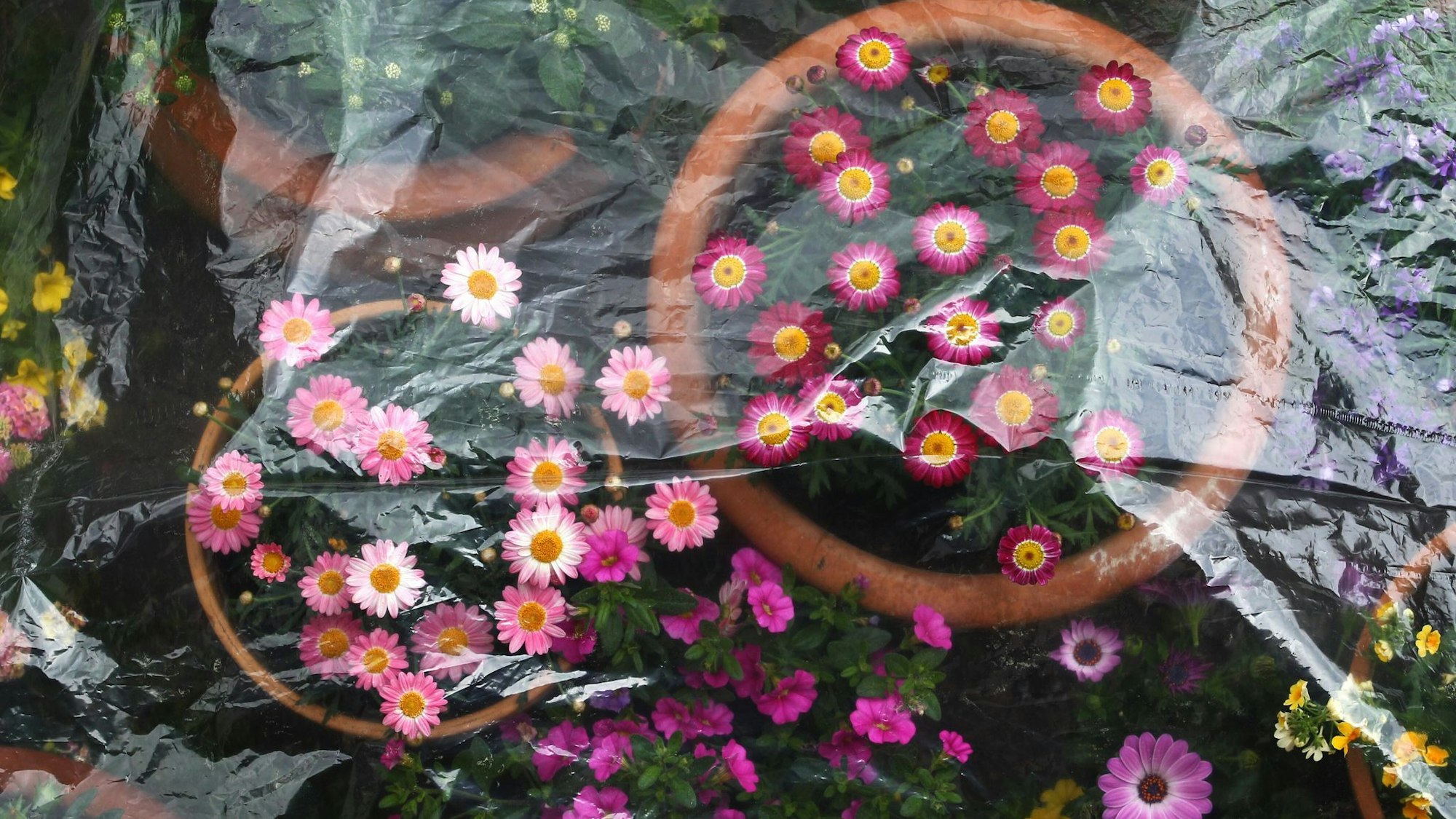 Frostschutz für Topfplanzen