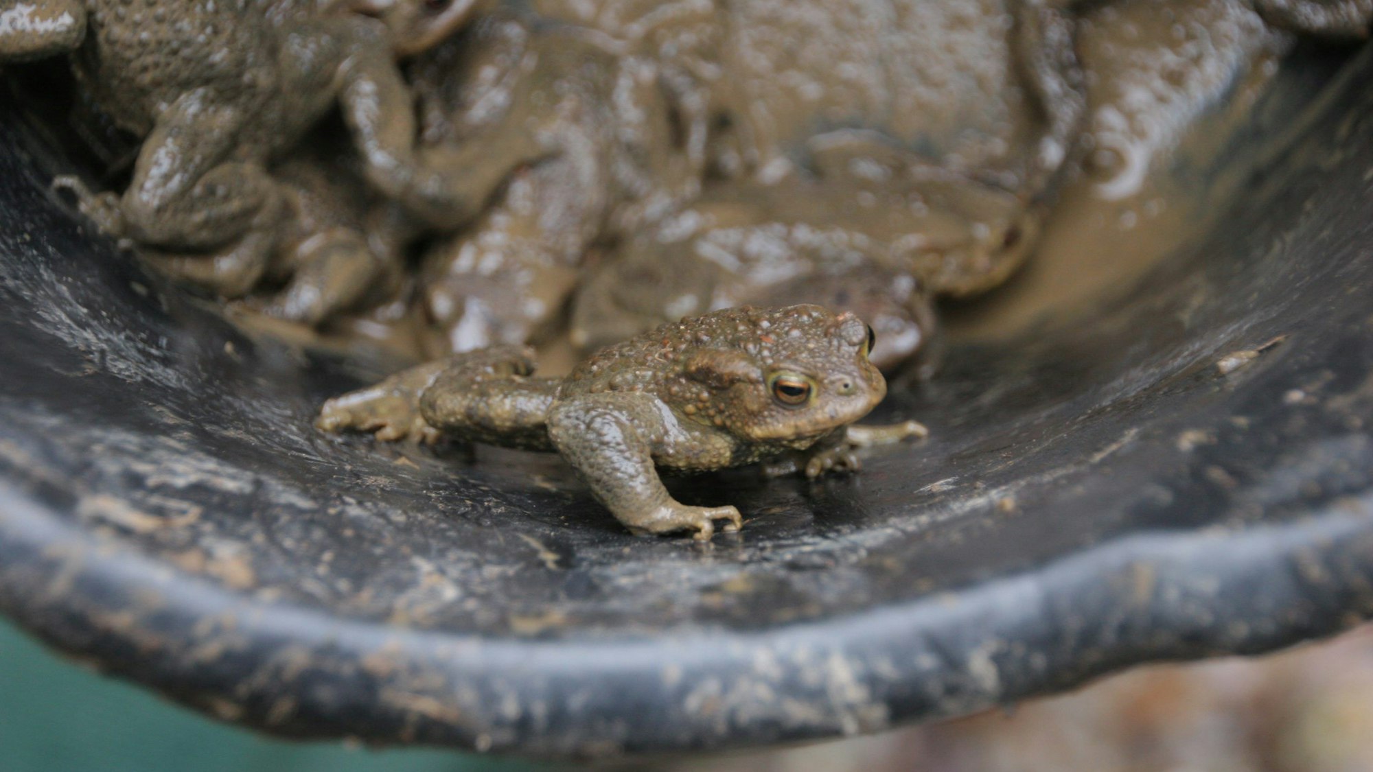 Die Kröten werden in Eimern gesammelt und siccher über die Straße gebracht.