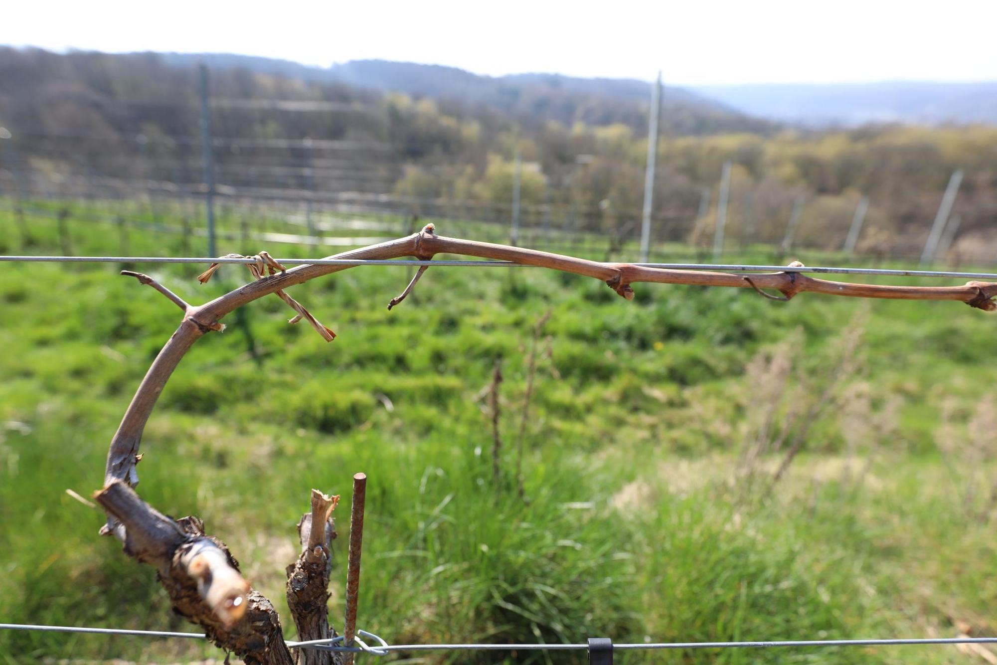Bessere Qualität: Beim Weingut Keune in Rheinbreitbach werden die Triebe der Reben horizontal geführt. Guyot-Erziehung wird dies genannt.