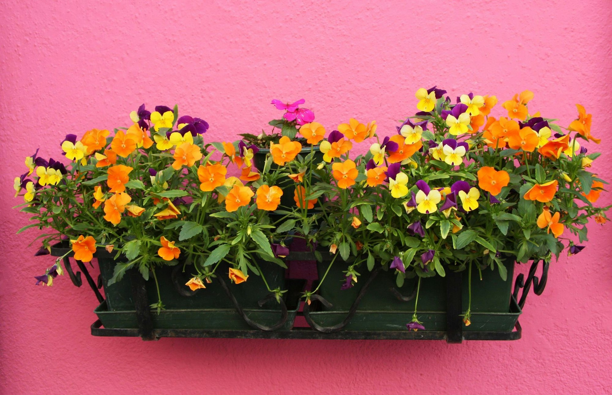 Hornveilchen (Viola cornuta) blühen in einem Blumenkasten