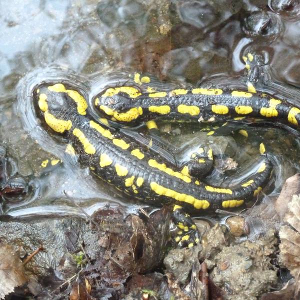 Feuersalamander sind besondersd in Eitorf wieder weit verbreitet.