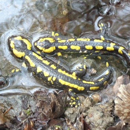 Feuersalamander sind besondersd in Eitorf wieder weit verbreitet.