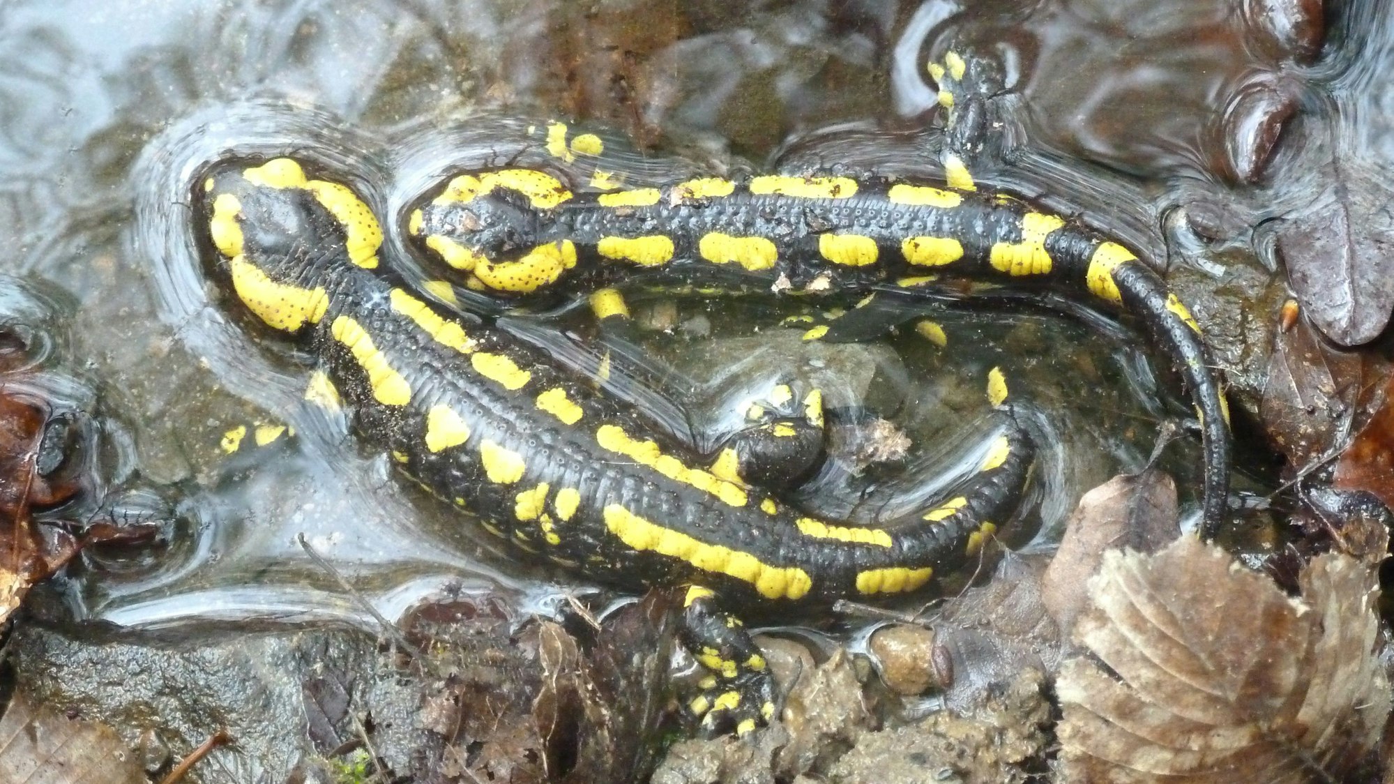 Feuersalamander sind besondersd in Eitorf wieder weit verbreitet.